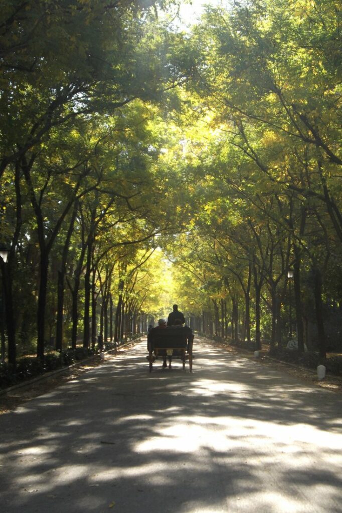 horse and carriage ride