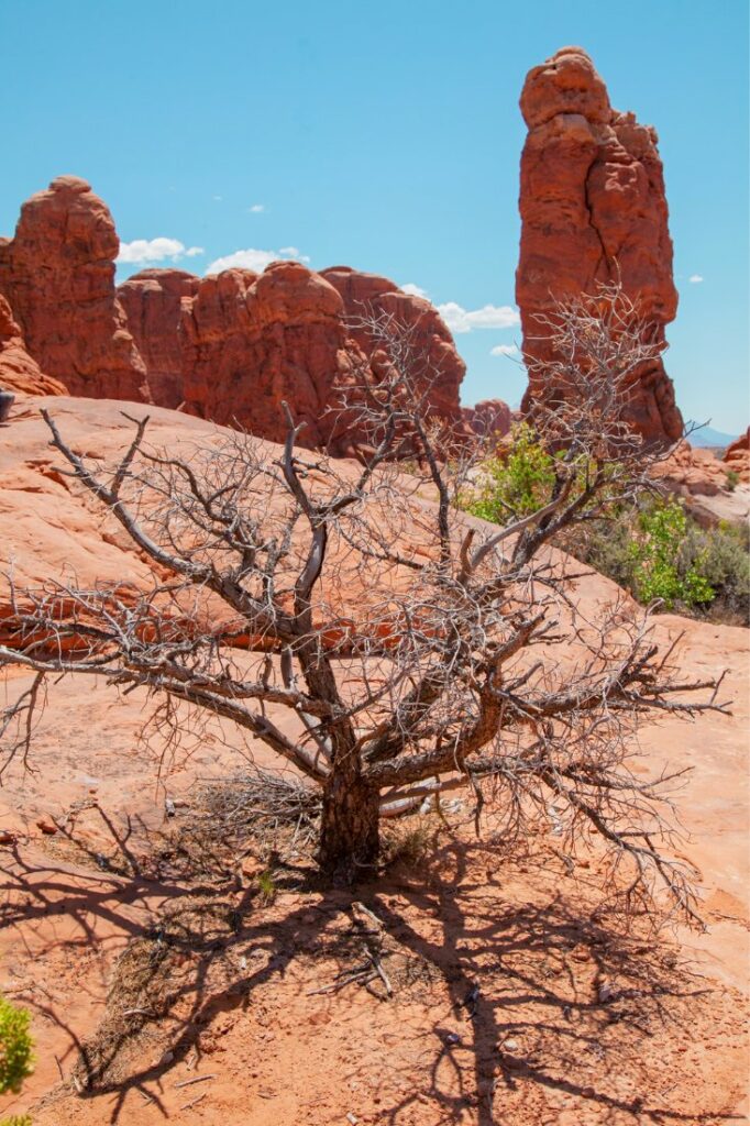 red rock canyon