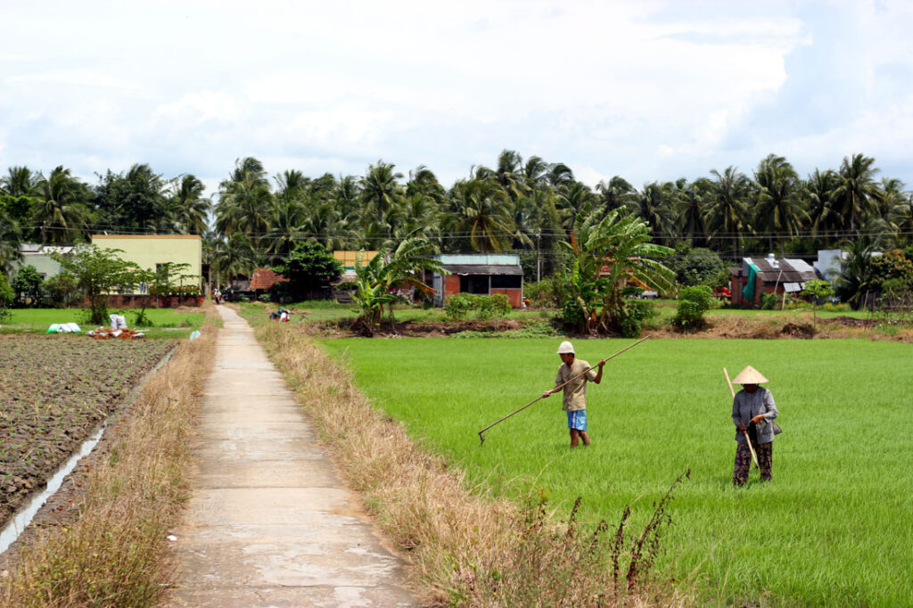 cycling tour rice fields