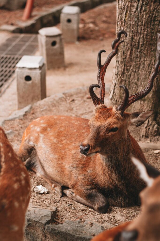 nara deer