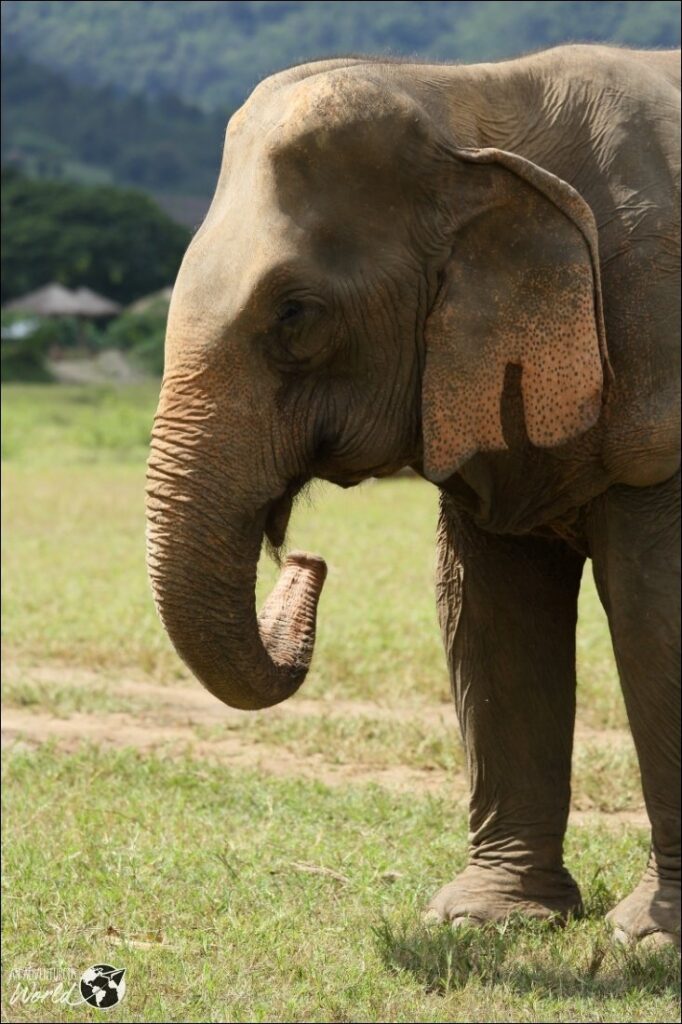 elephant sanctuary thailand