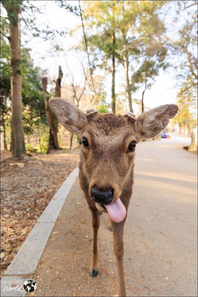 nara deer japan