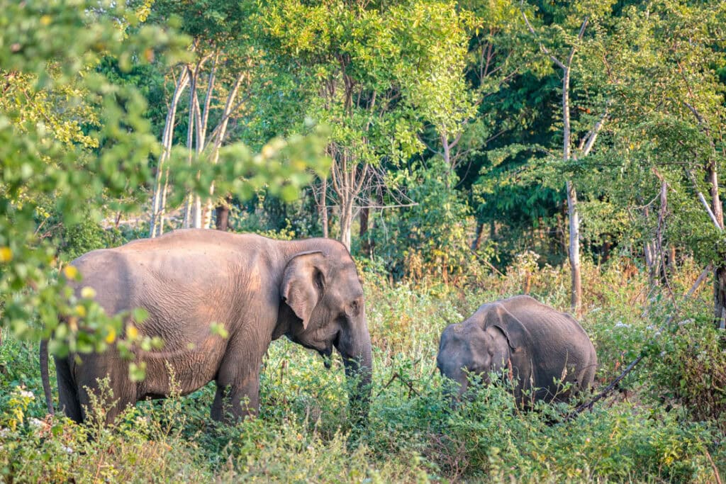 best safari options in sri lanka