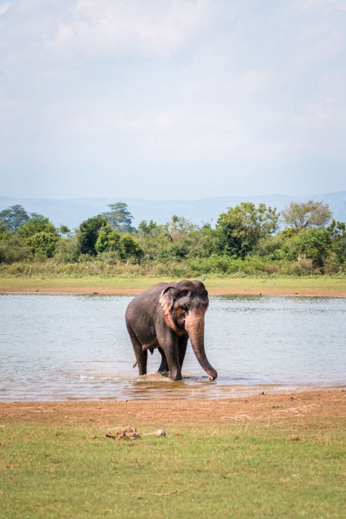 best sri lanka safari
