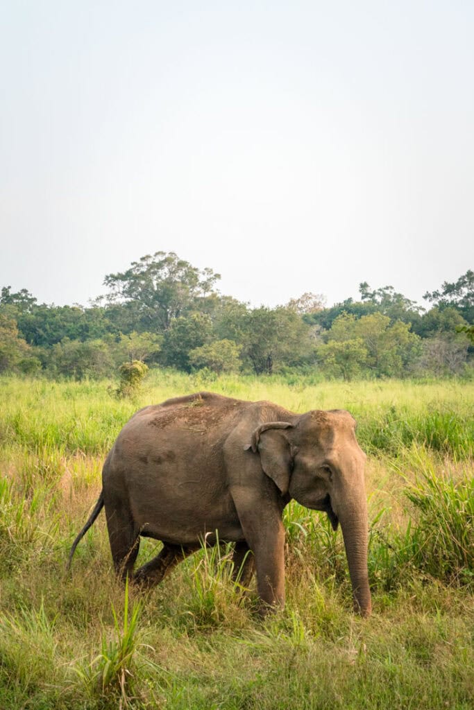 going on safari in sri lanka