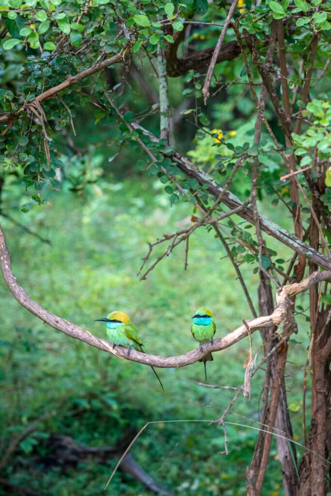 green bee eaters