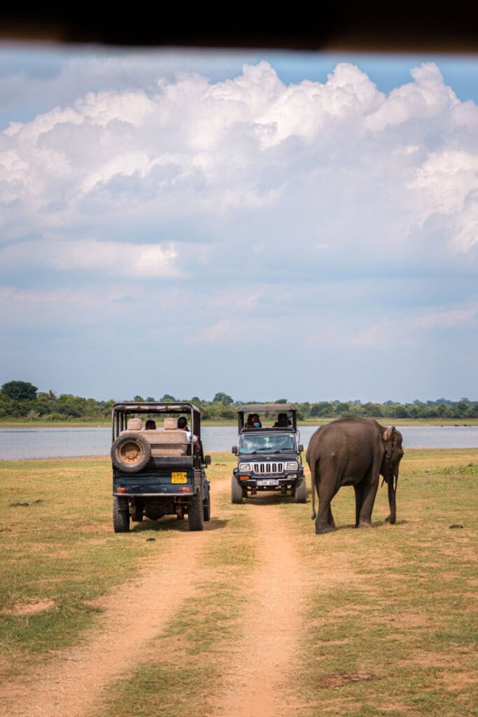 safari in sri lanka