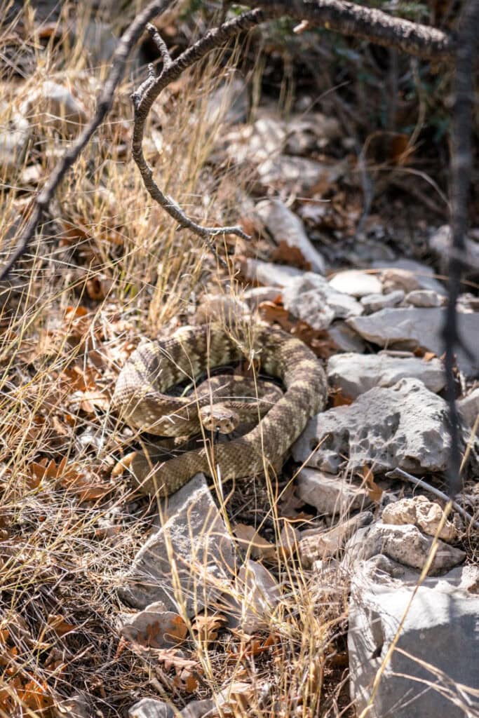 rattlesnake