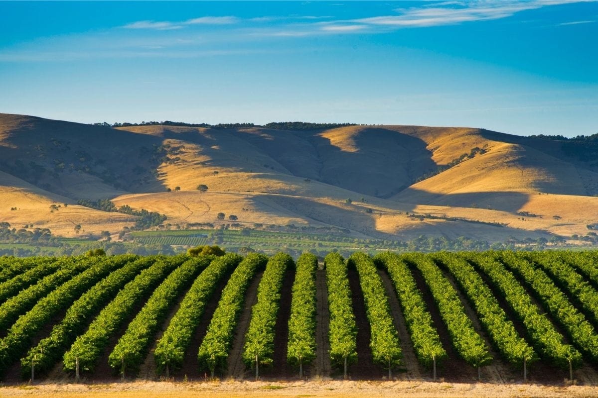 australian wine regions
