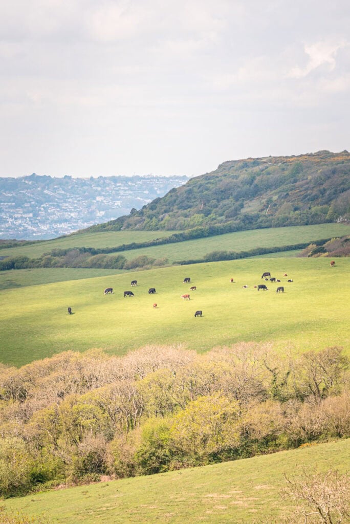 cows in a field