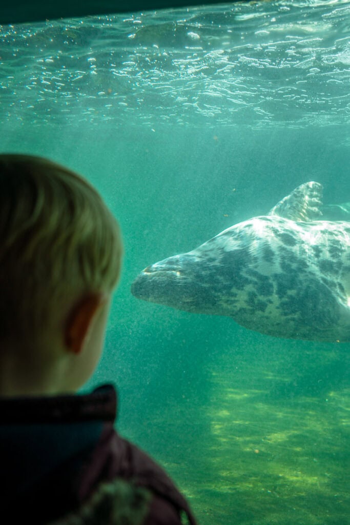 cornish seal sanctuary