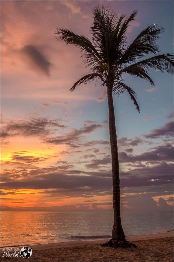 palm tree on beach