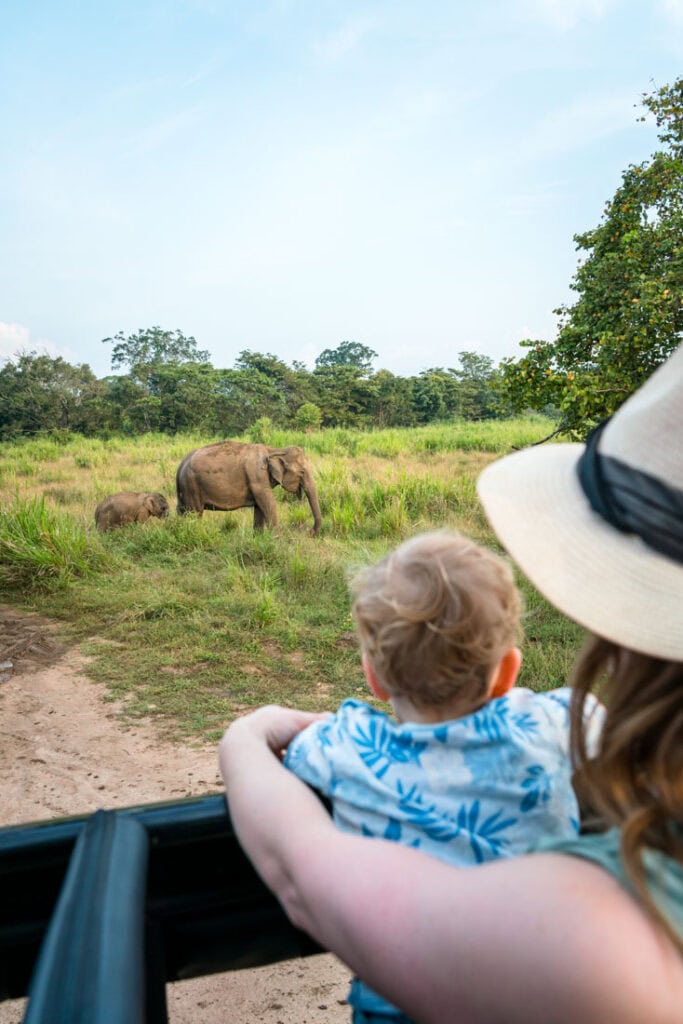 going on an elephant safari in sri lanka