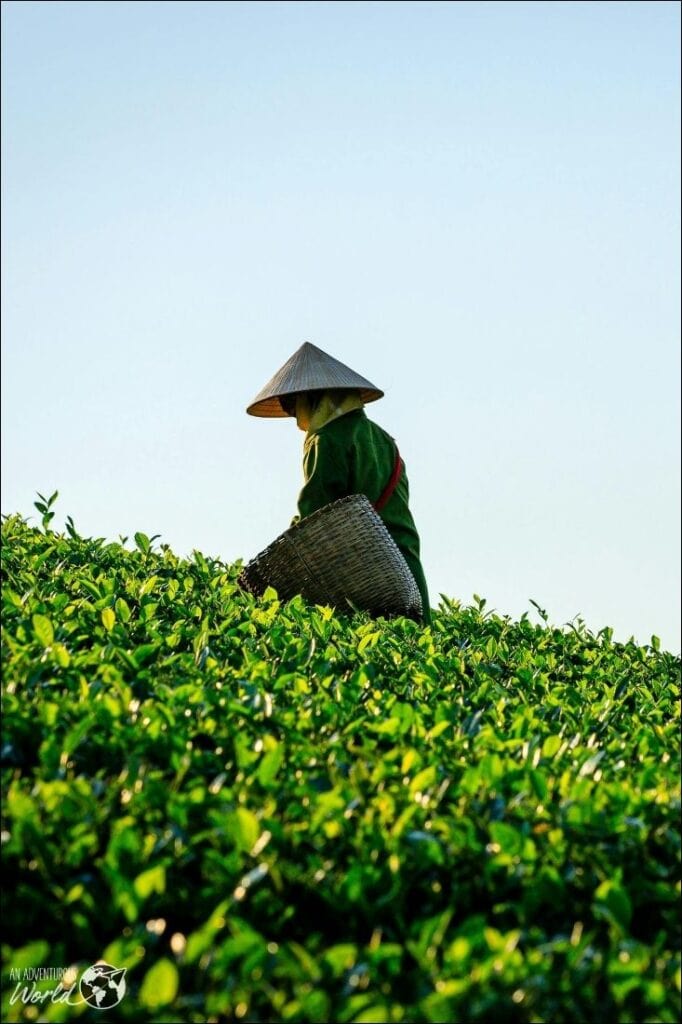 tea picking in vietnam